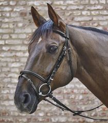 BRIDA STAR BASIC