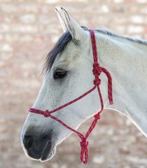 Knotted Halter